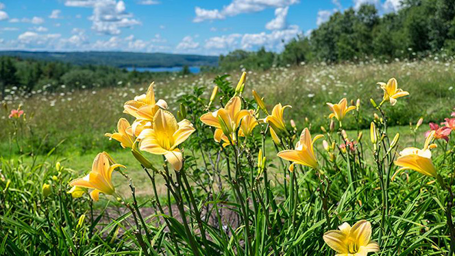 A green hillside in the spring, with yellow lilies in the foreground.